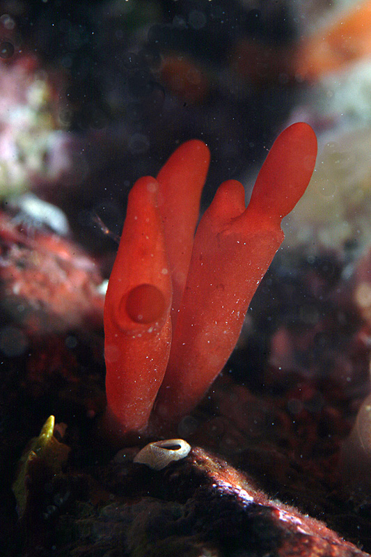 Nemastoma dichotomum